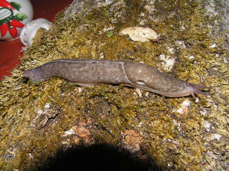 Limacidae dei Monti del Matese (CB)