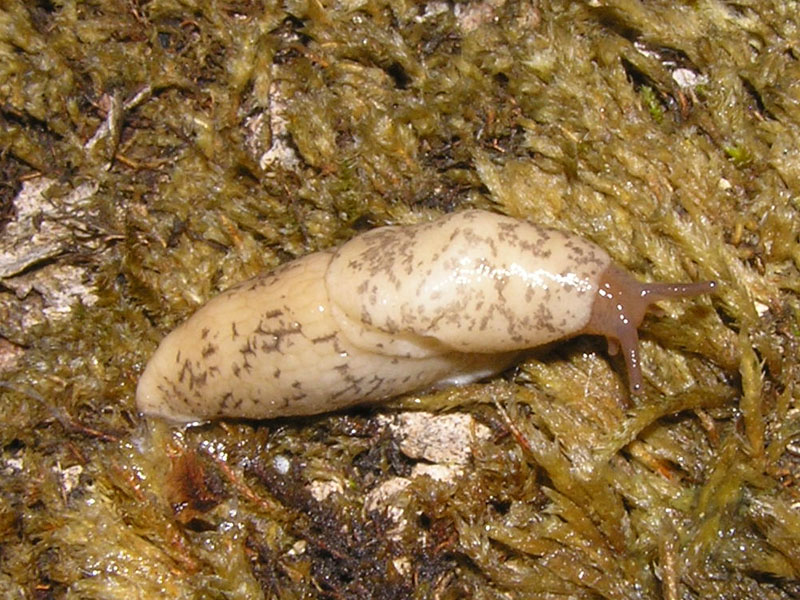 Limacidae dei Monti del Matese (CB)