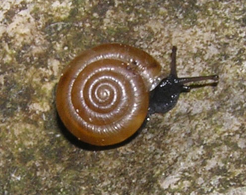 Trochulus (Trochulus) caelatus (Studer 1820)