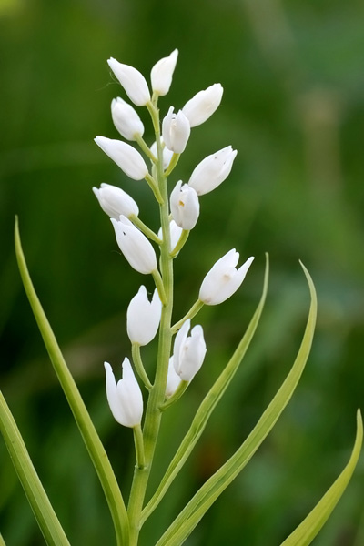 Cephalanthera longifolia / Cefalantera maggiore