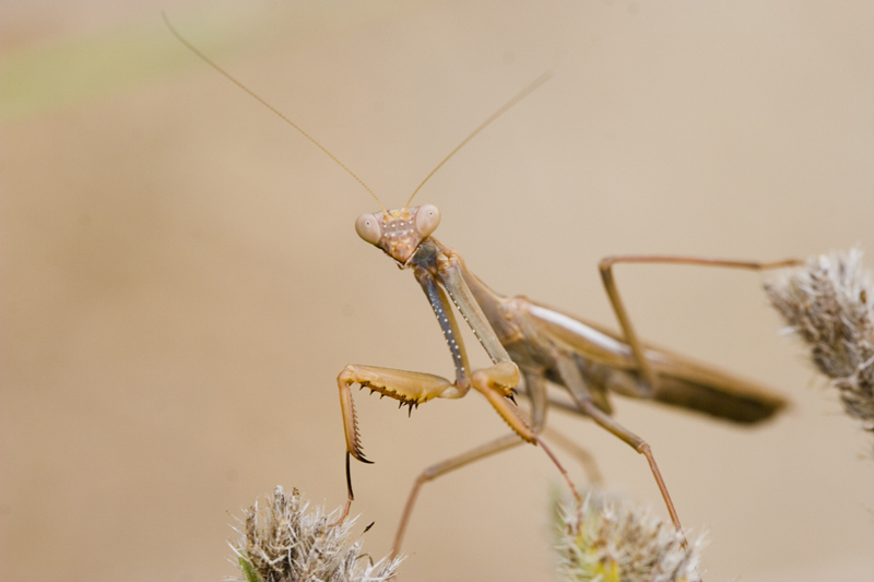 Mantis religiosa var. marrone