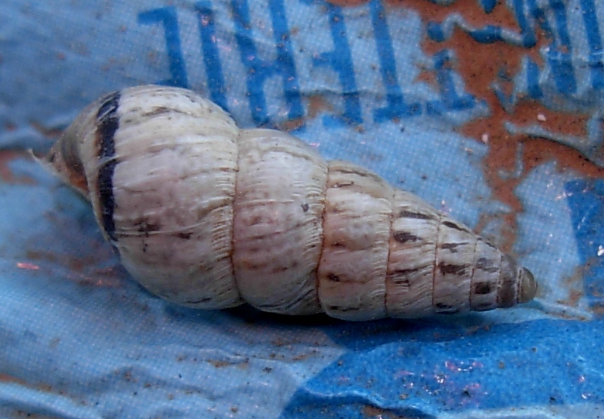 Cochlicella acuta (O.F.Muller , 1774 )