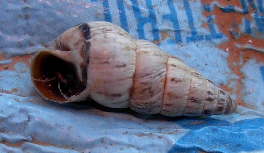 Cochlicella acuta (O.F.Muller , 1774 )