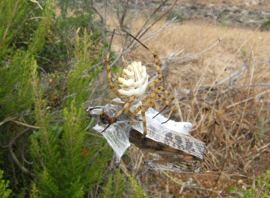 Ragno longaronese: Argiope bruennichi