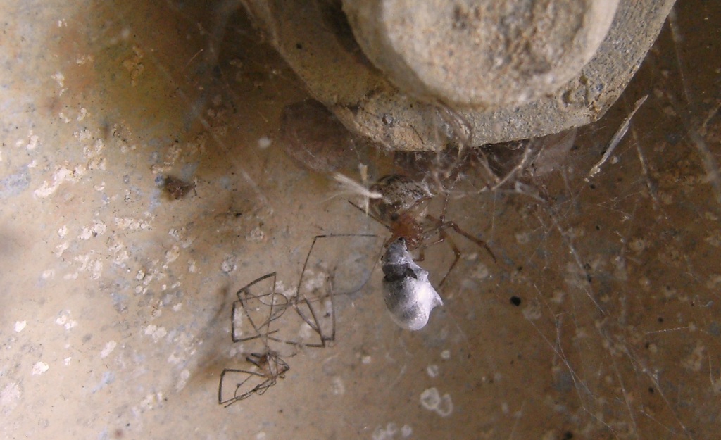 Theridion sp.