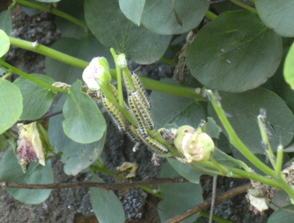 Bruchi di Pieris brassicae