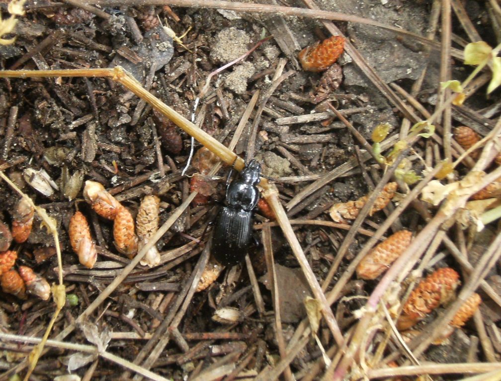 Pterostichus del Veneto