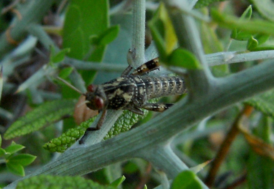 Cavalletta a strisce: Miramella (Nadigella) formosanta