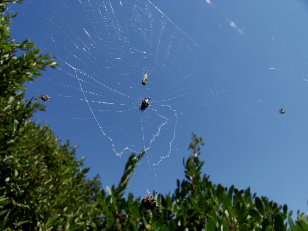 Cyclosa sp.