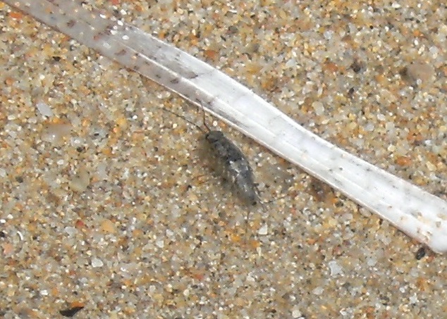 Crostacei di laguna Ligia italica