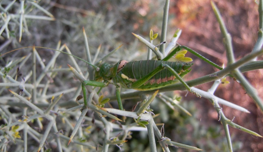 Tettigonia sp. e Uromenus (Bolivarius) brevicollis insularis