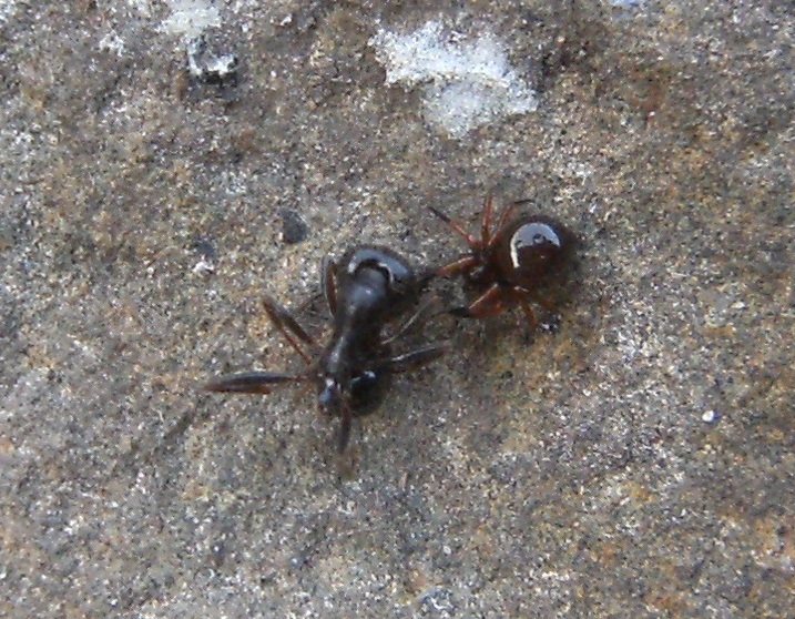 Macabro fardello: Euryopis sp.
