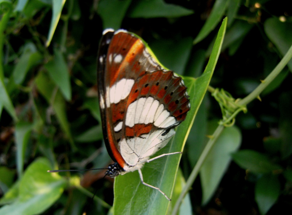 richiesta identificazione