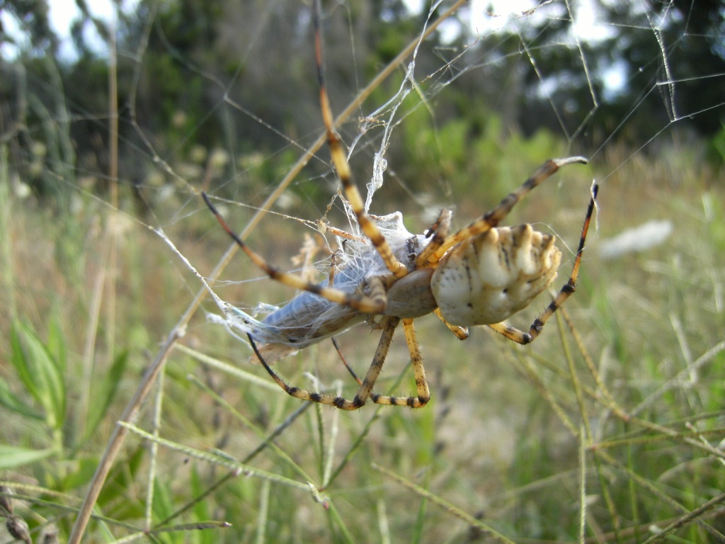 Batozonellus lacerticida M e F (Pompilidae)