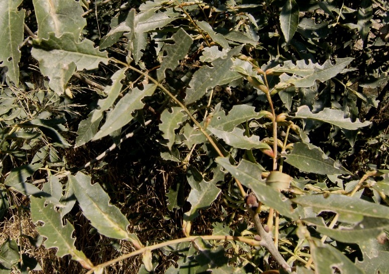 Foglie ritagliate da insetti (imenotteri Apidae Megachilinae?)