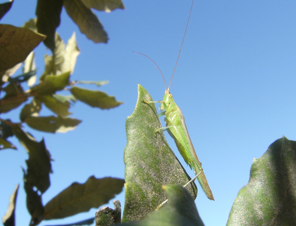 Conocephalus conocephalus (Conocephalidae)