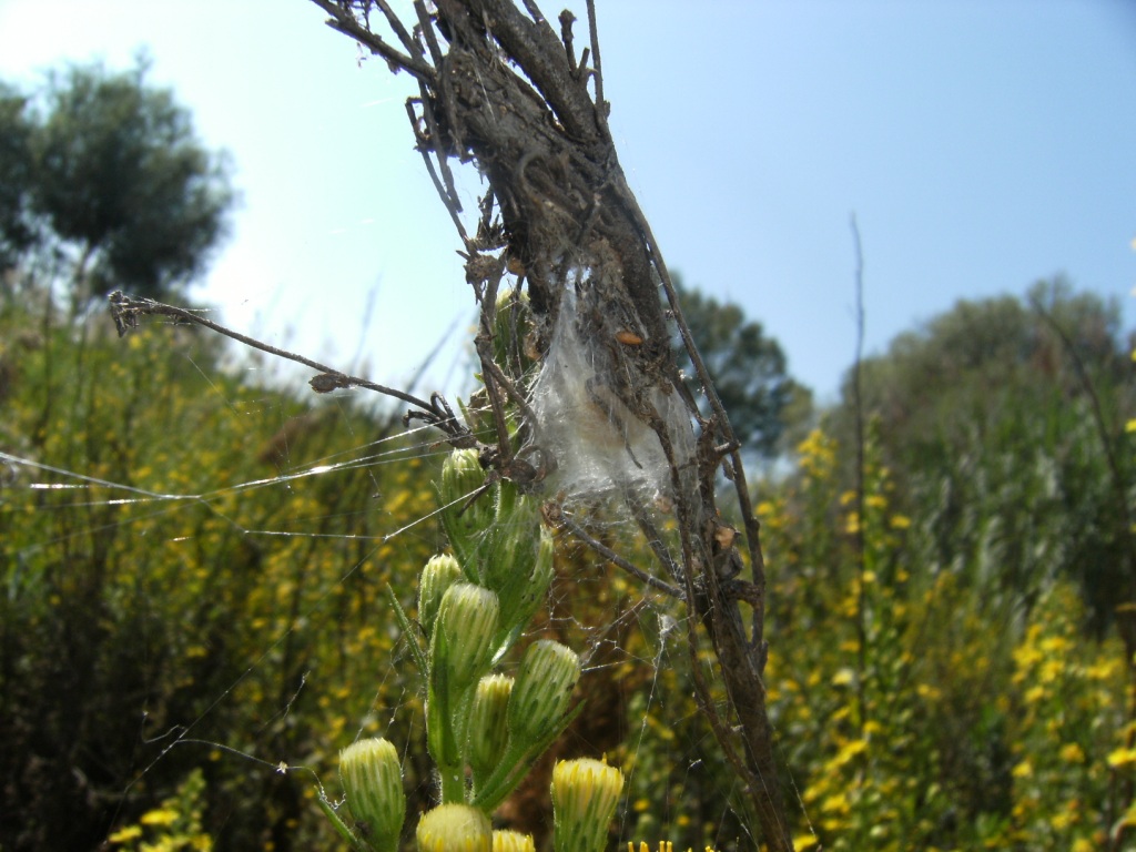 Larinioides sclopetarius