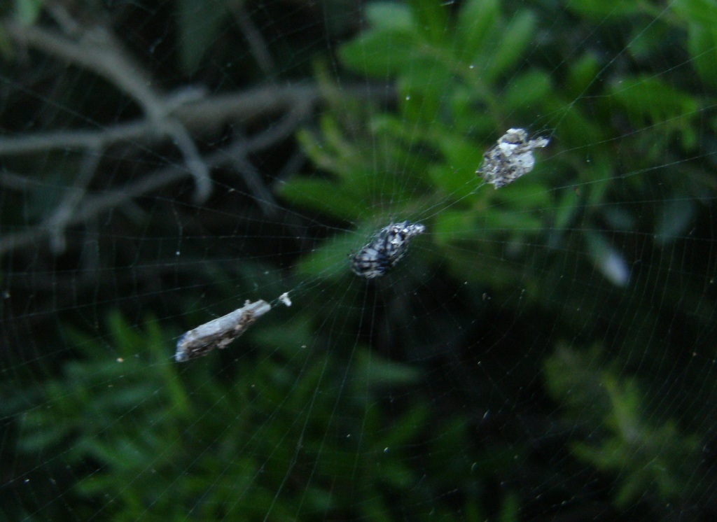 Cyclosa sp.