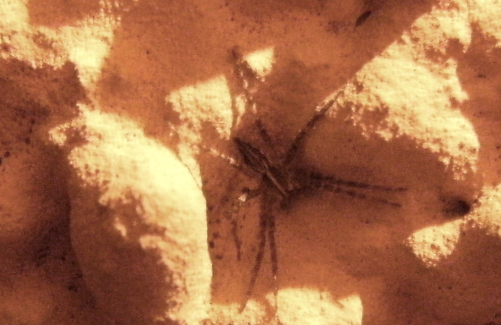 Ragnetto velocissimo sul muro: Pisaura sp.