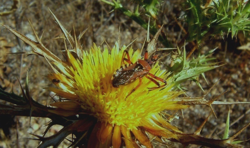 Heteroptera... Rhynocoris erytropus