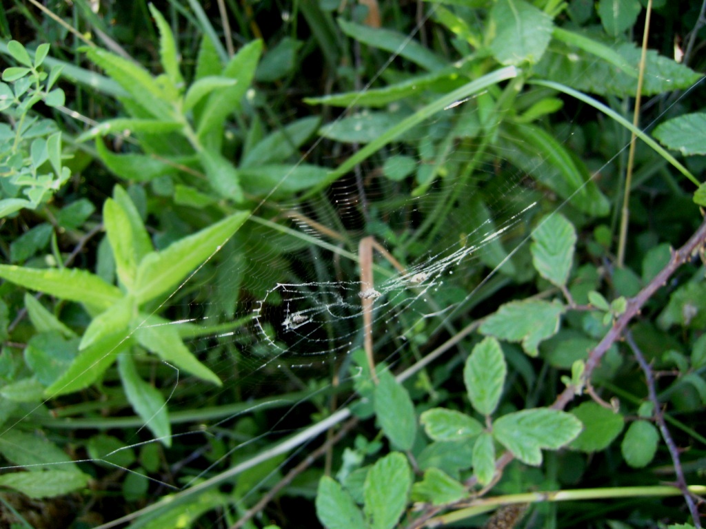 Cyclosa sp.
