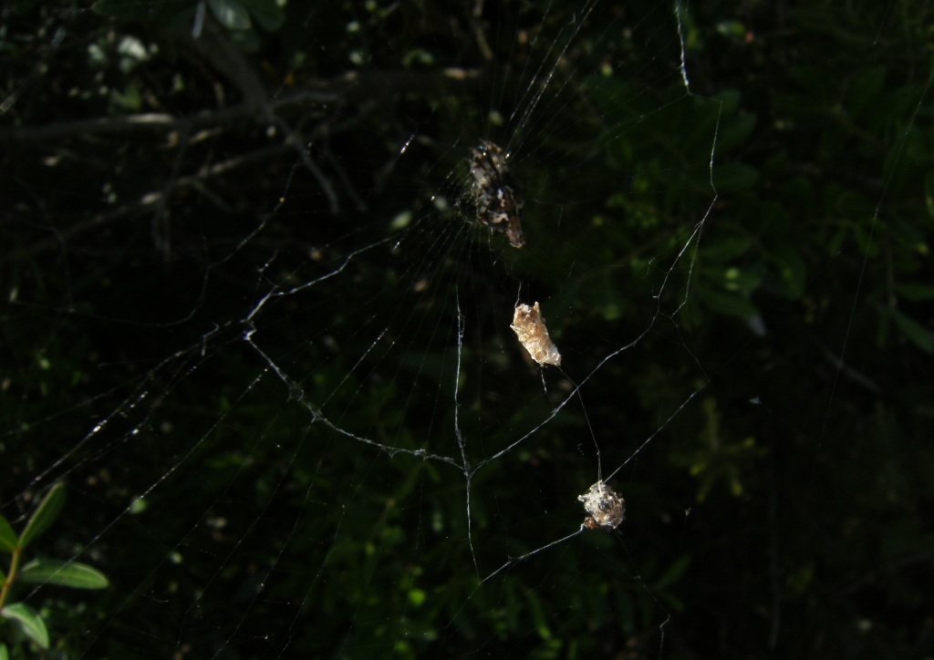 Cyclosa sp.