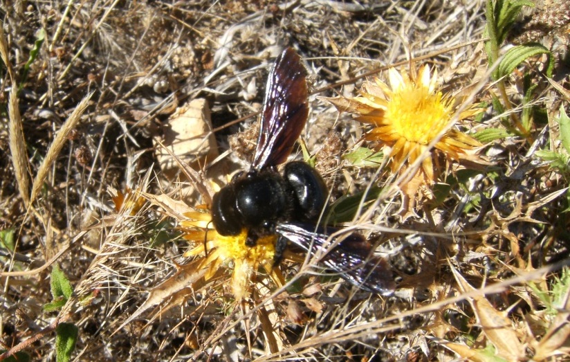 Batozonellus lacerticida M e F (Pompilidae)