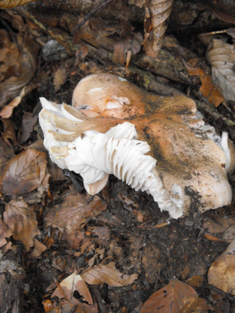 aiuto Cfr. Hygrophorus poetarum