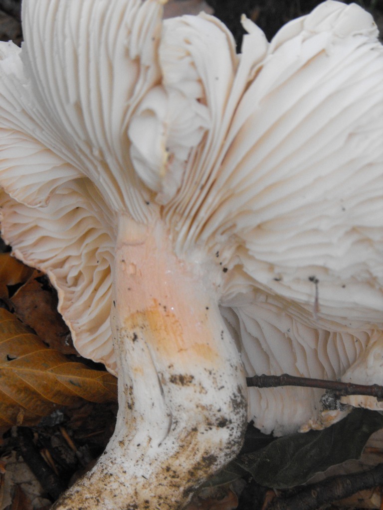 aiuto Cfr. Hygrophorus poetarum