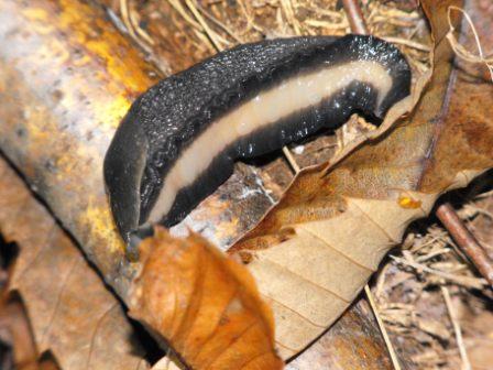 Limax cinereoniger (?)  piemontese (TO)