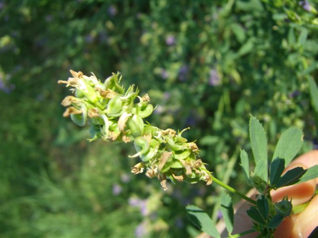 Medicago sativa / Erba medica