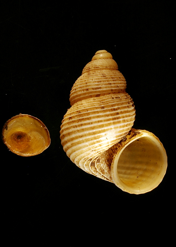 Tudorella sulcata e T. panormitana