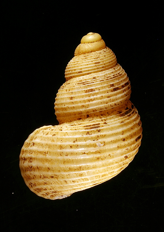 Tudorella sulcata e T. panormitana