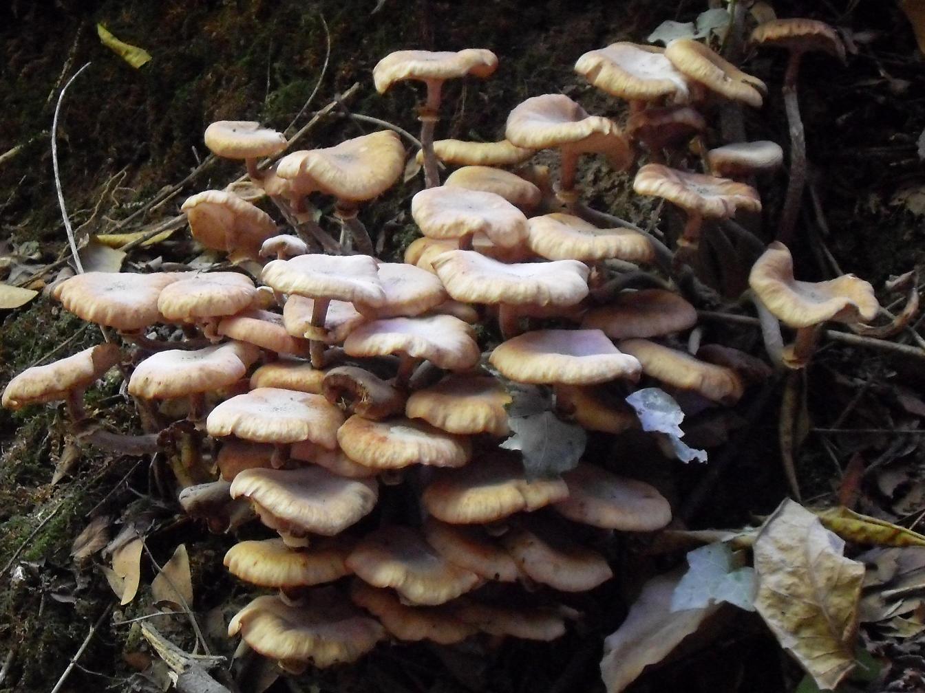 Armillaria mellea