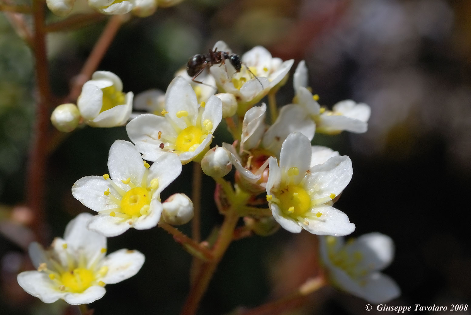 Formica su fiori.