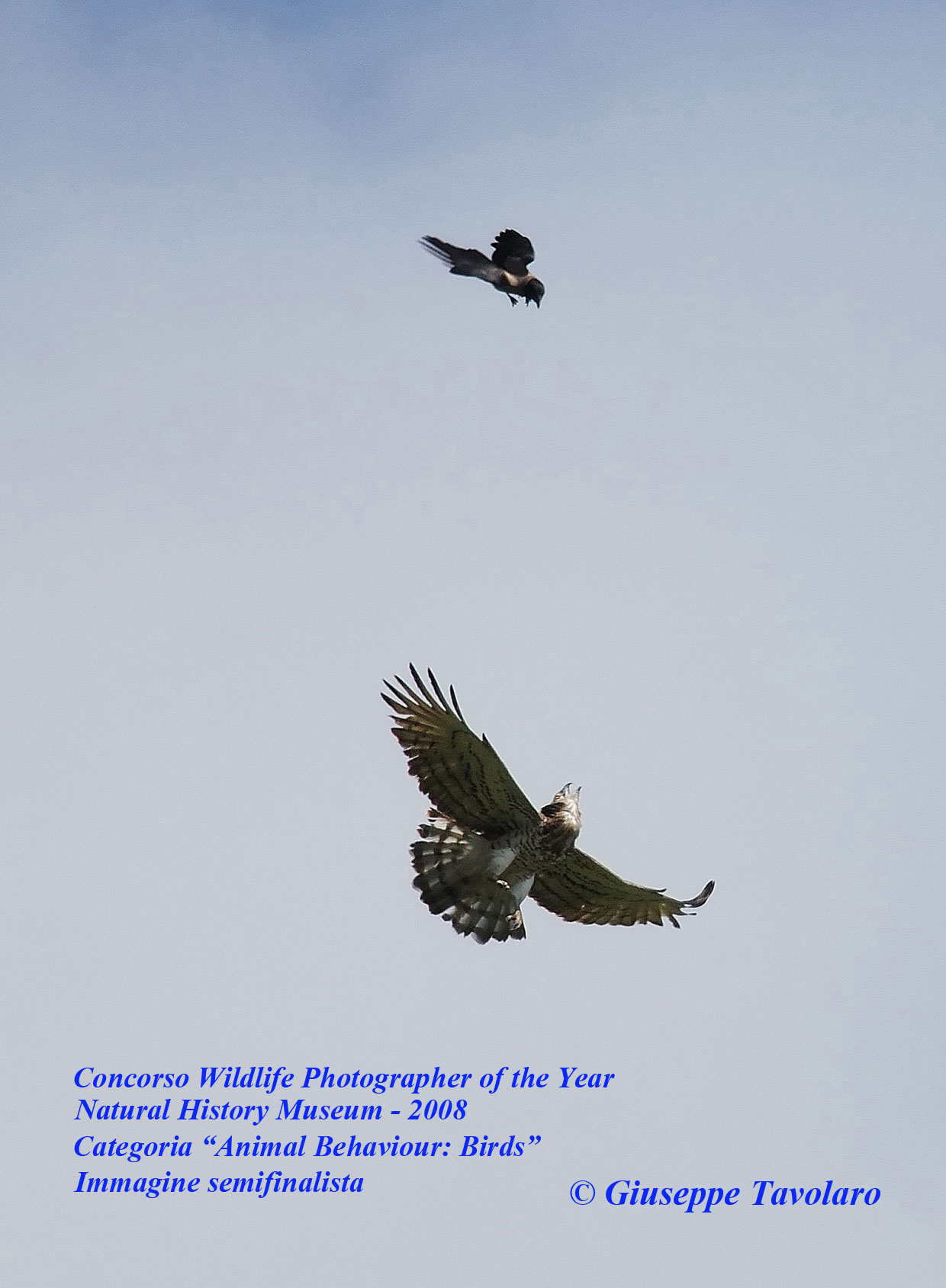 Concorso Wildlife Photographer of the Year 2008.