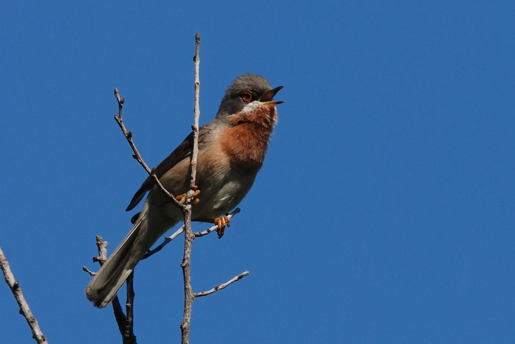 Sterpazzolina (Sylvia cantillans) in canto.