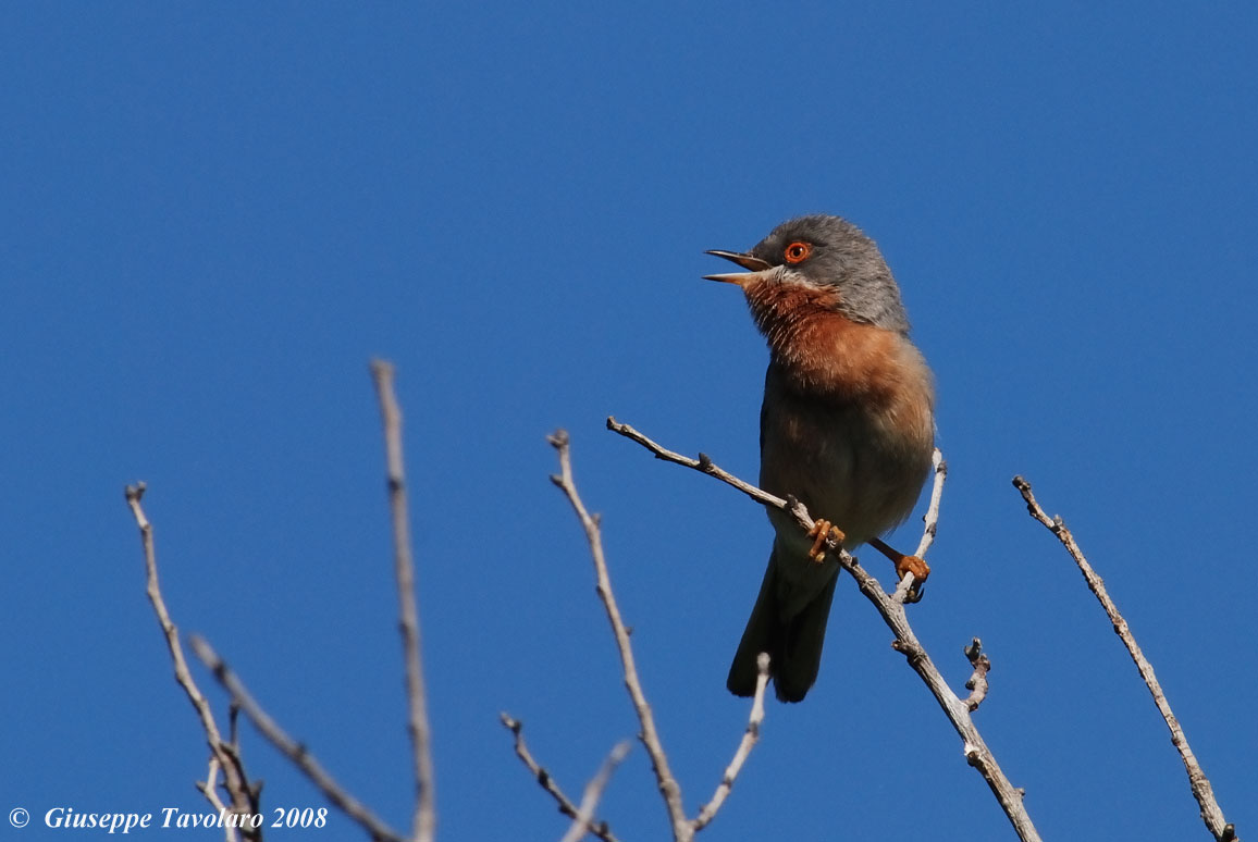 Sterpazzolina (Sylvia cantillans) in canto.