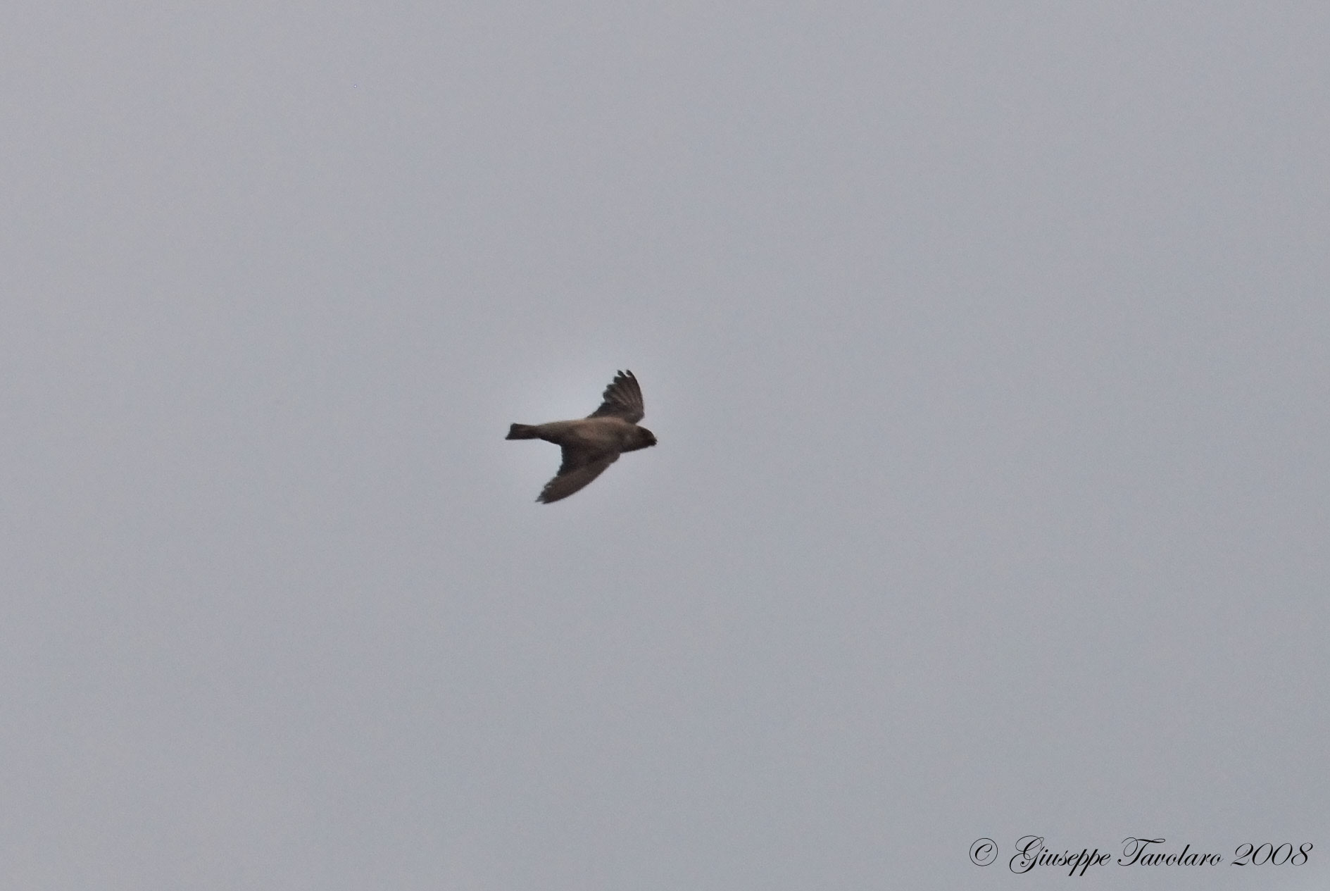 Aiuto per identificazione: Rondine montana (Ptyonoprogne rupestris)