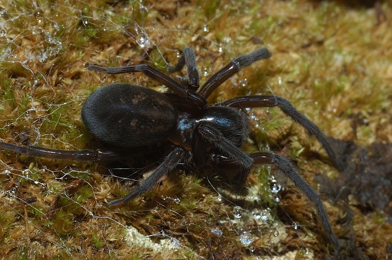 Amaurobius sp.