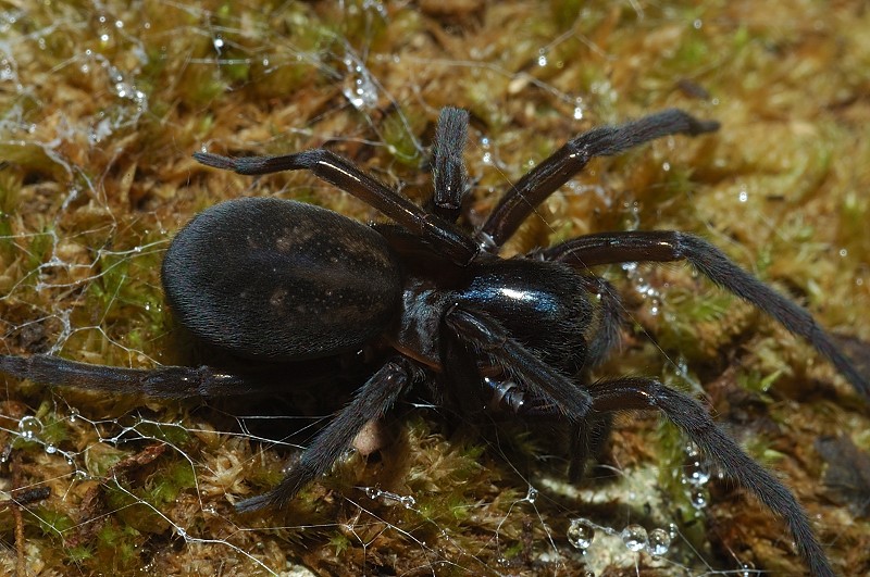 Amaurobius sp.