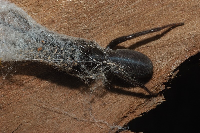 Segestria florentina