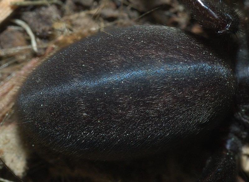 Segestria florentina