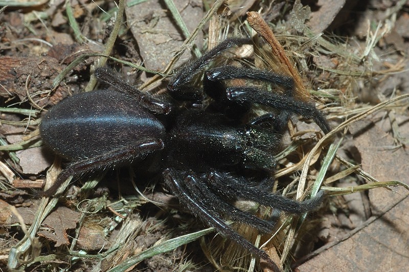 Segestria florentina