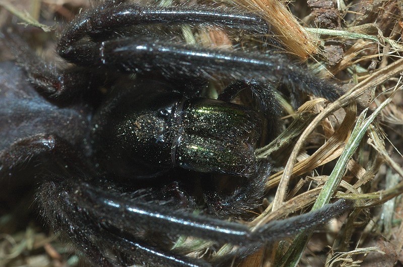 Segestria florentina