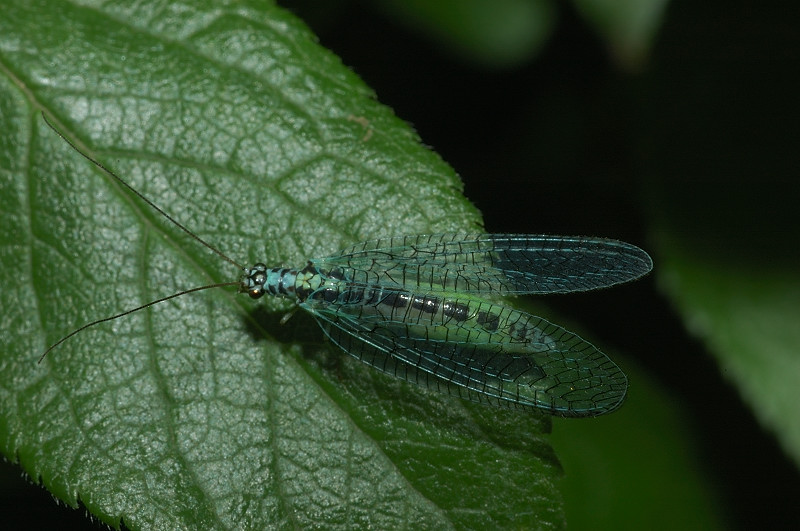 Bellissimo crisopide Chrysopa perla