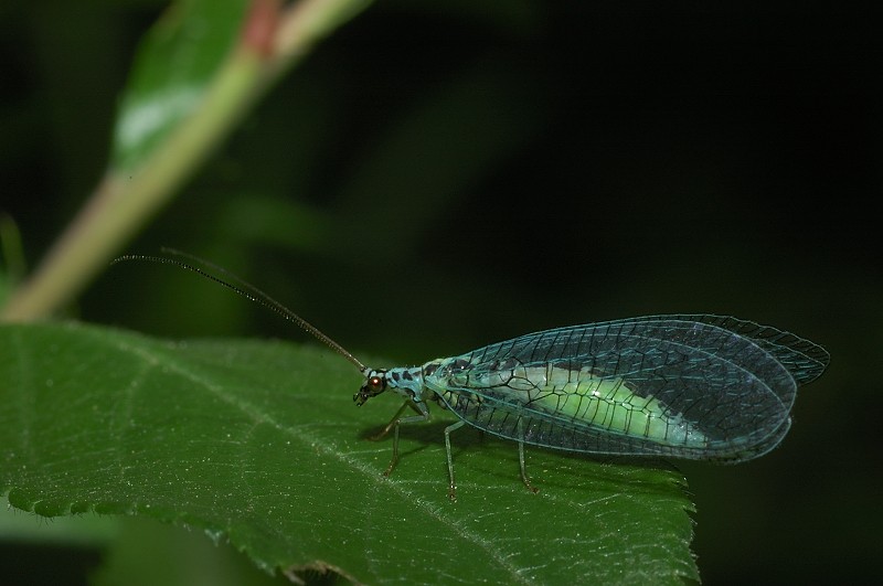 Bellissimo crisopide Chrysopa perla