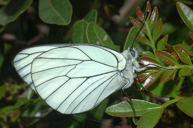 Aporia crataegi