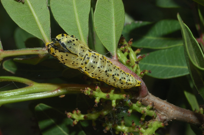 Aporia crataegi