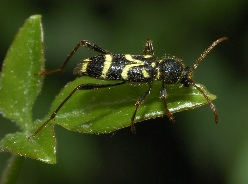 Clytus arietis, Clytus rhamni e Paraplagionotus floralis